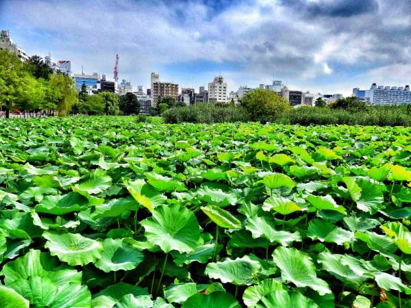 Lake in Ueno Park