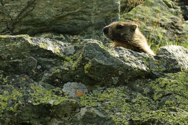 A marmota local