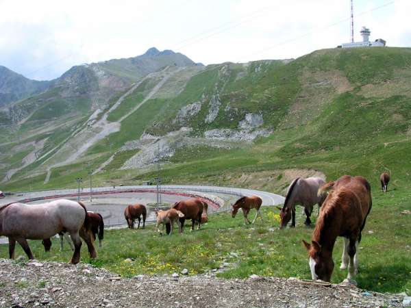 Horses in the pass