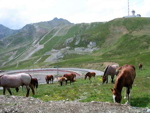 Chevaux dans la passe