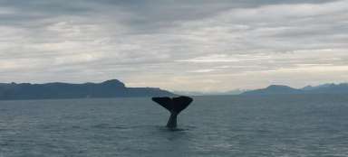Cestopis Nórsko 2017 - Veľryby v Andenes