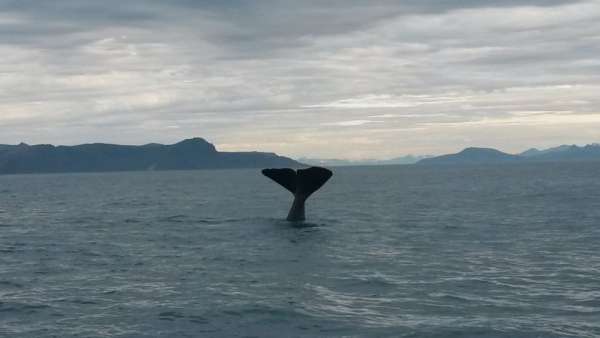 巨大的抹香鲸
