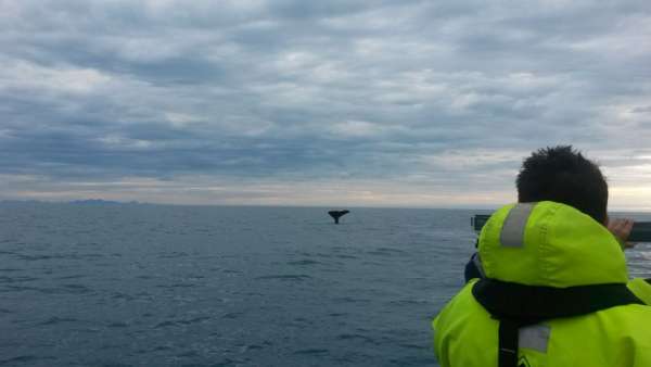Netrpezlivé očakávanie ďalšie veľryby