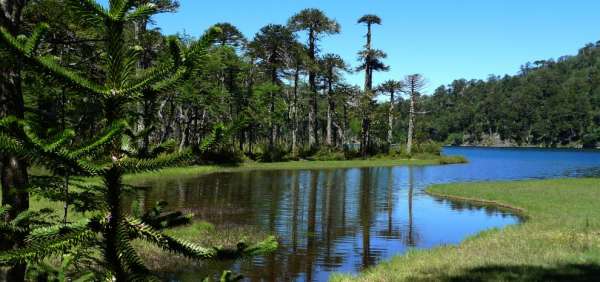 Forêt d'Araucaria