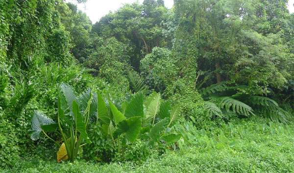Vegetazione tropicale