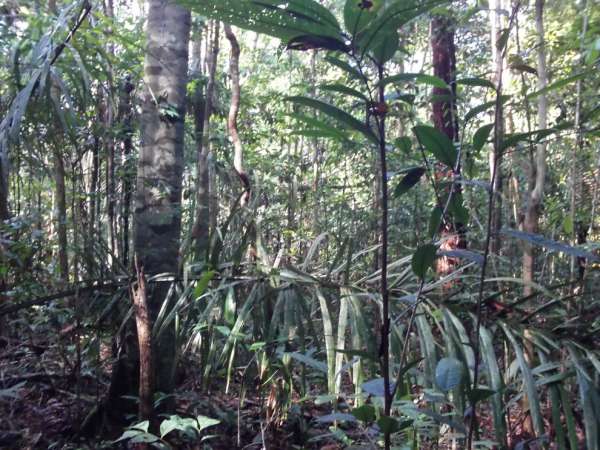 Amazonská džungle