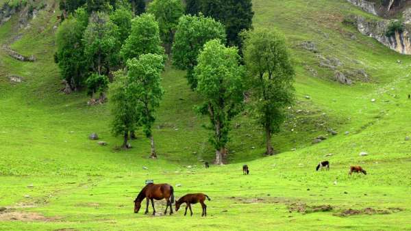 Sonamarg - Een paradijs voor paarden