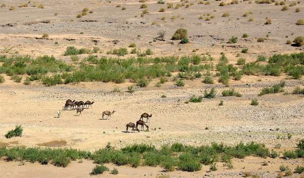 Kamelen in de Draa-vallei