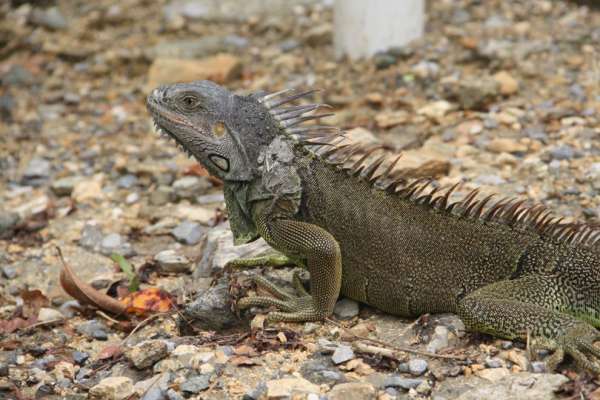 Granja de iguanas
