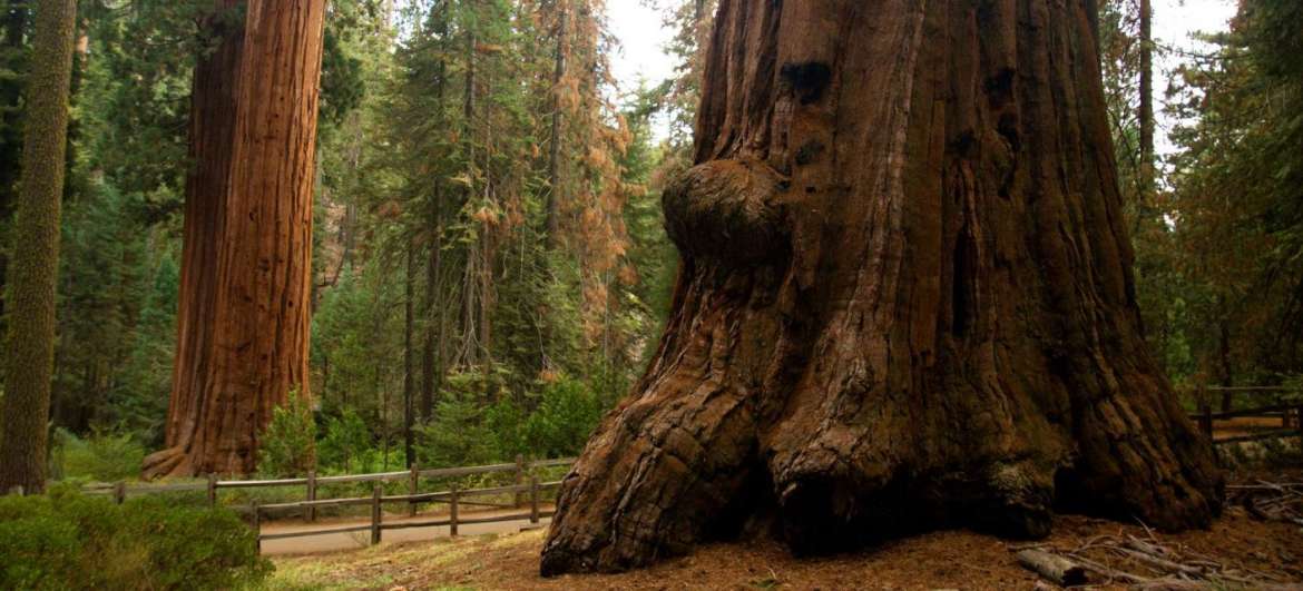 Sequoia national park: Nature
