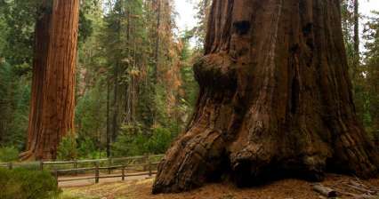 Reis naar Sequoia en Kings Canyons NP