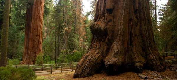 Viaggio a Sequoia e Kings Canyons NP