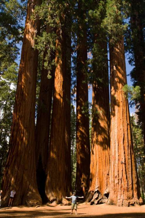 Gruppo Parker - Un gruppo di sequoie
