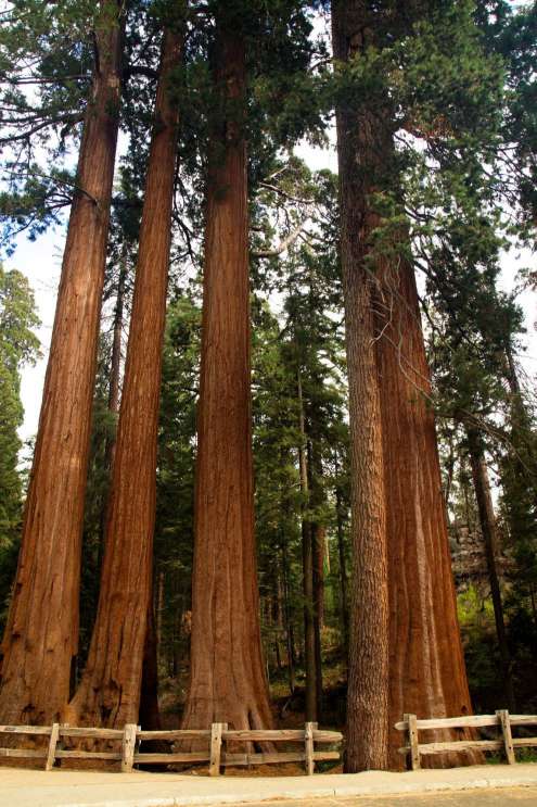 Un altro gruppo di sequoie