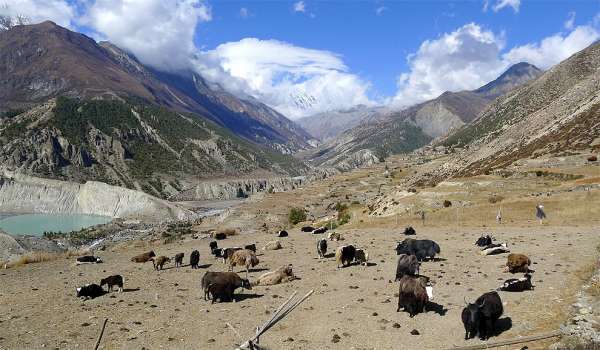 Fields with yaks above Manang