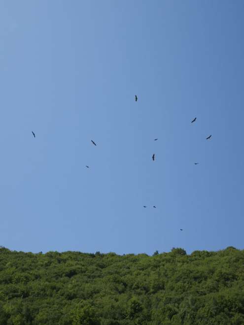 Bald vultures