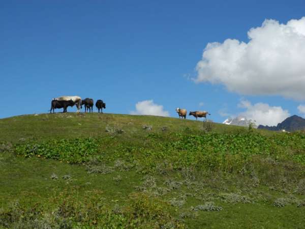 Vacas fotogénicas