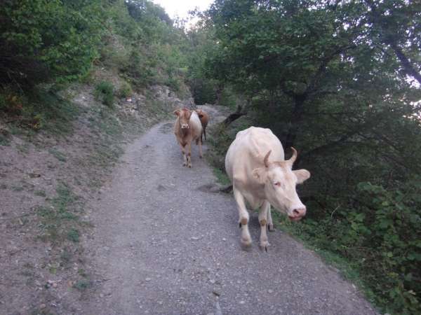 Camino hacia abajo