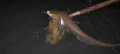 Как добыть еду в дикой природе