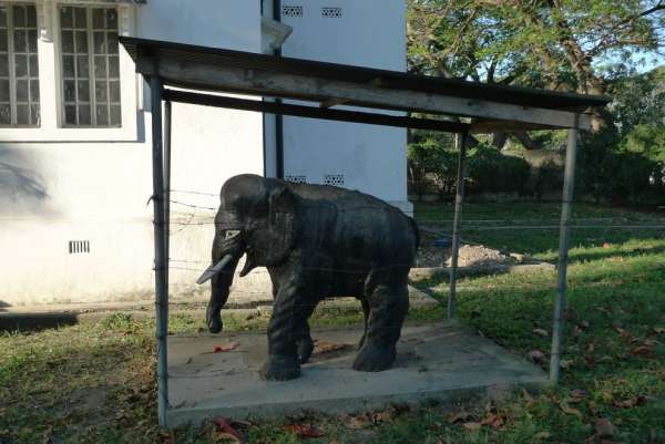 Slon ve vězení