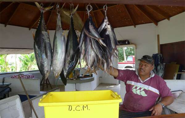 Vissen in de haven van Avatiu