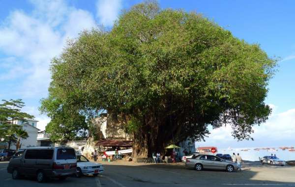 A grande árvore em Stone Town