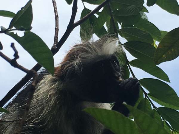 Uma visita à floresta tropical