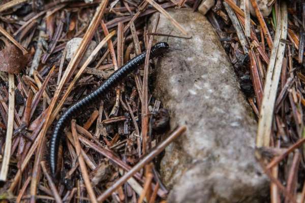 Millipede