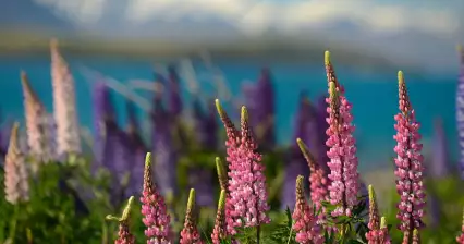 Tekapo Lake