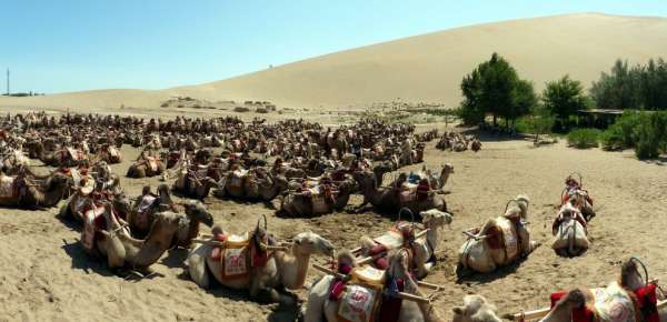 Campo de camellos