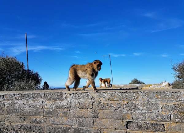 Gibraltar - De apenwereld