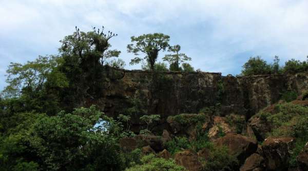 Geier auf dem Iguazi