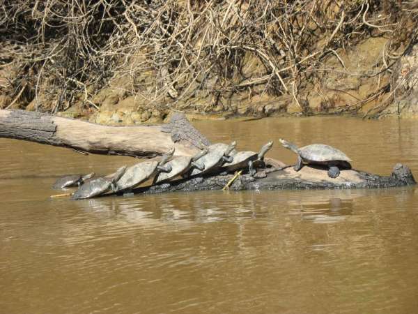Zonnebadende schildpadden