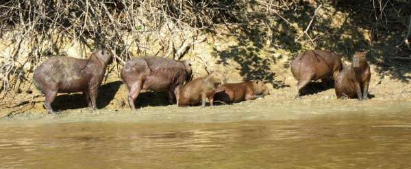 La famille capybar