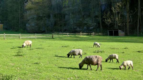 Sheep near Nebákov