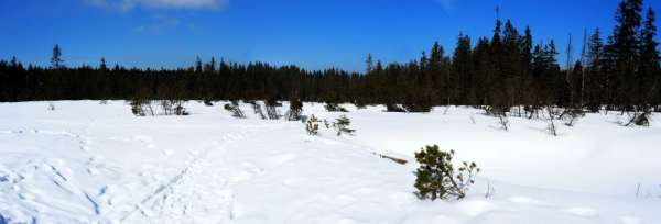 白雪皑皑的三湖沼泽