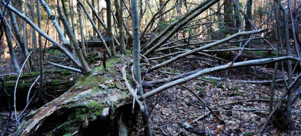 Поломский лес в самом сердце Железных гор: Цены и стоимость