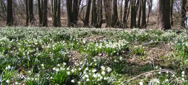 Viajes al manantial Bledula