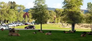 Mammoth Hot Springs - Центр для посетителей