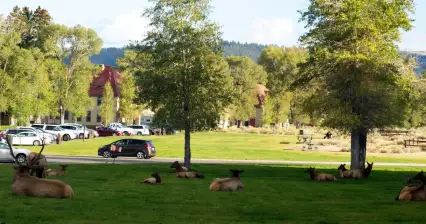 Mammoth Hot Springs - Návštěvnické centrum
