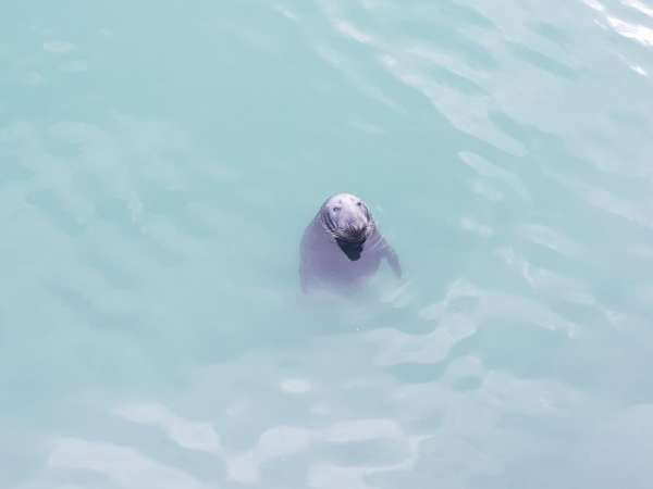 Encounter with a seal