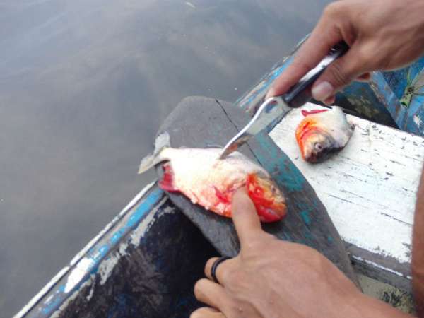 Очистка пойманной рыбы