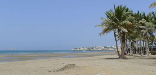 Palmbomen op Qurum Beach