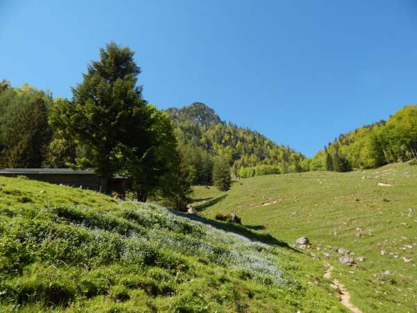 Meadow under the peak