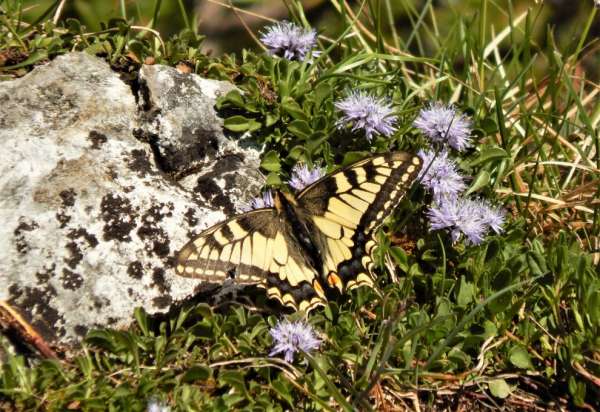 Mariposas