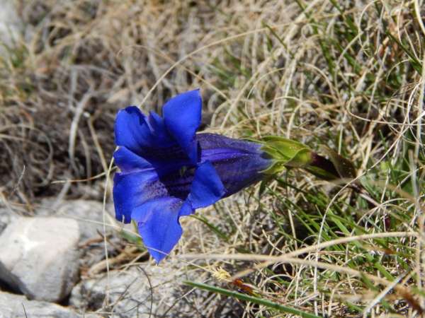 Gentian