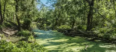 しだれの森を抜けてポズドジャニへ