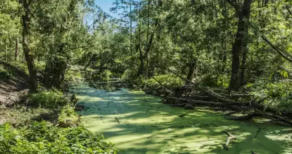 Een klein bos naar Pouzdřany