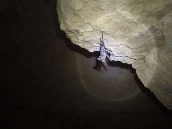 Morcegos em uma caverna