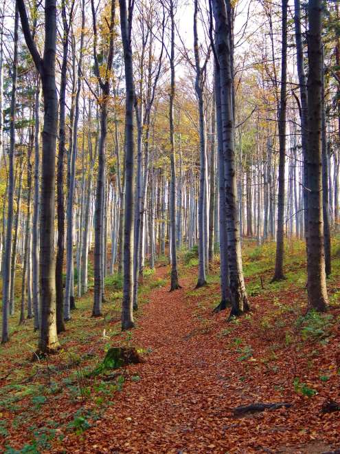 Beech forest